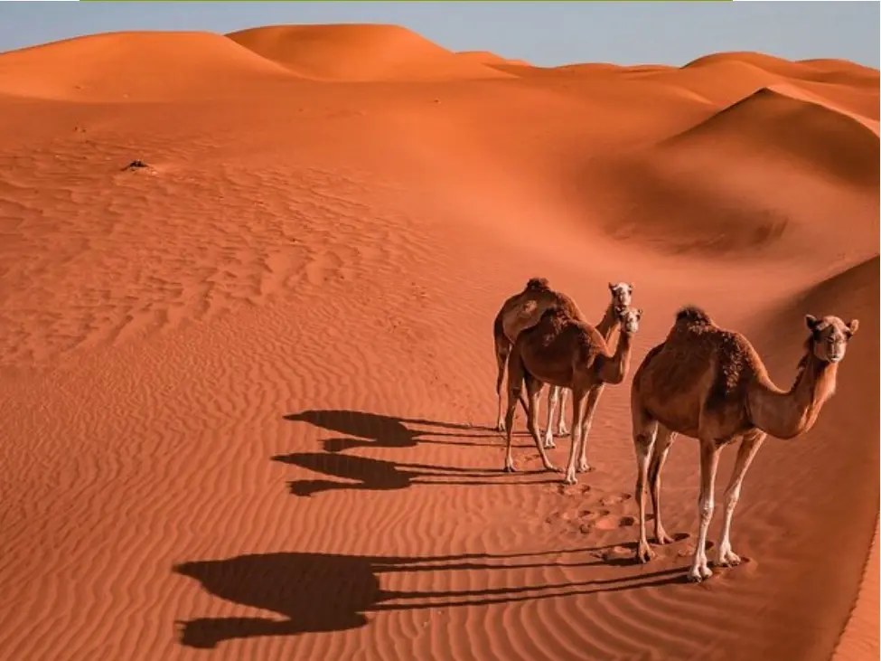 Sand Dunes
