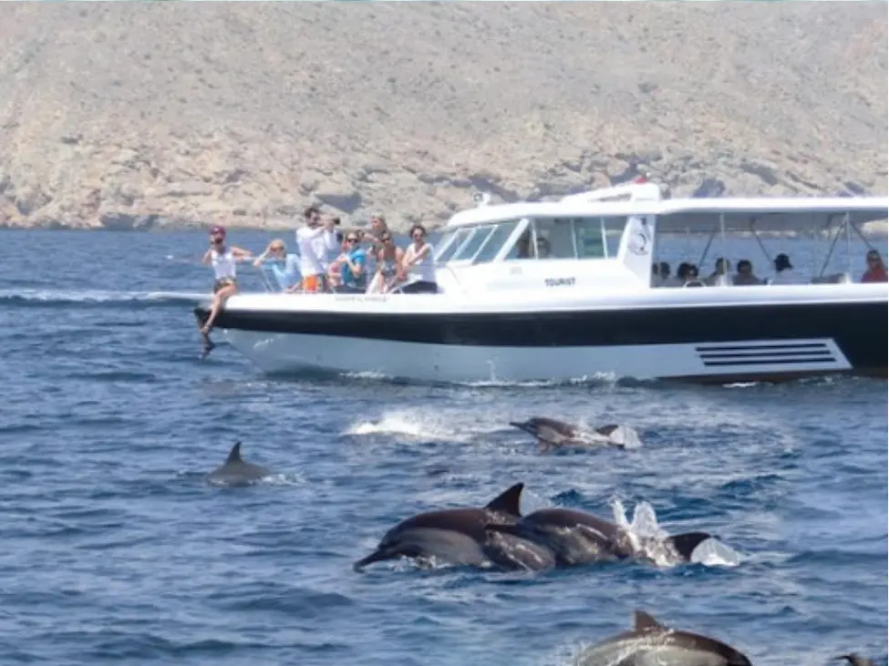 Dolphins