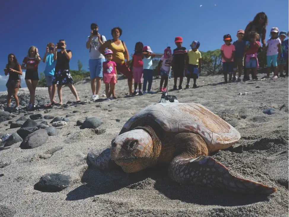 Loggerhead Turtle Nesting