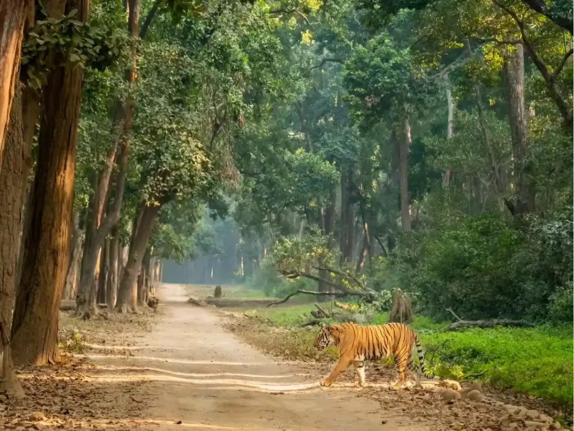 Jim Corbett